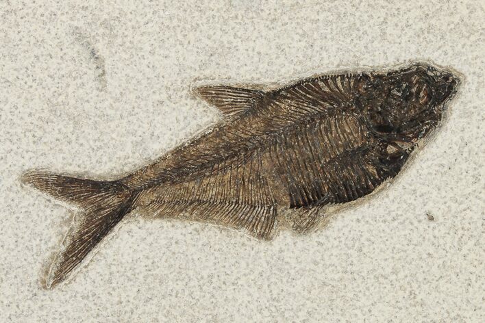 Fossil Fish (Diplomystus) - Wyoming #222864